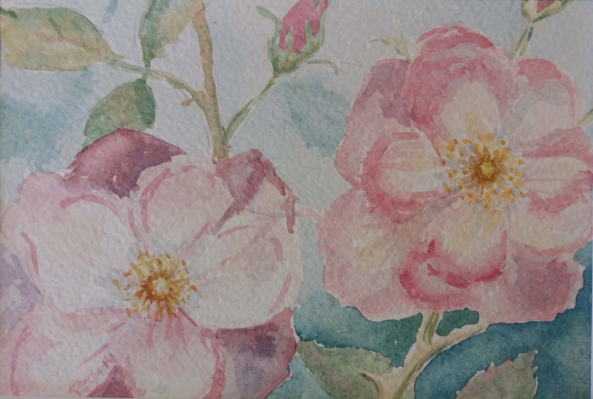 Rosa Rosenblüten